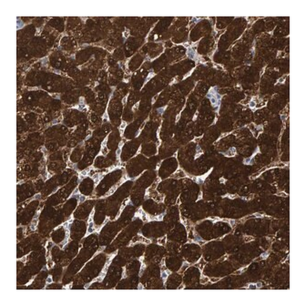 Merck Anti-MRPS7 antibody produced in rabbit