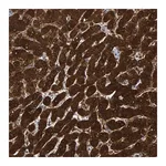 Merck Anti-MRPS7 antibody produced in rabbit