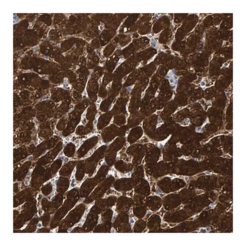Merck Anti-MRPS7 antibody produced in rabbit
