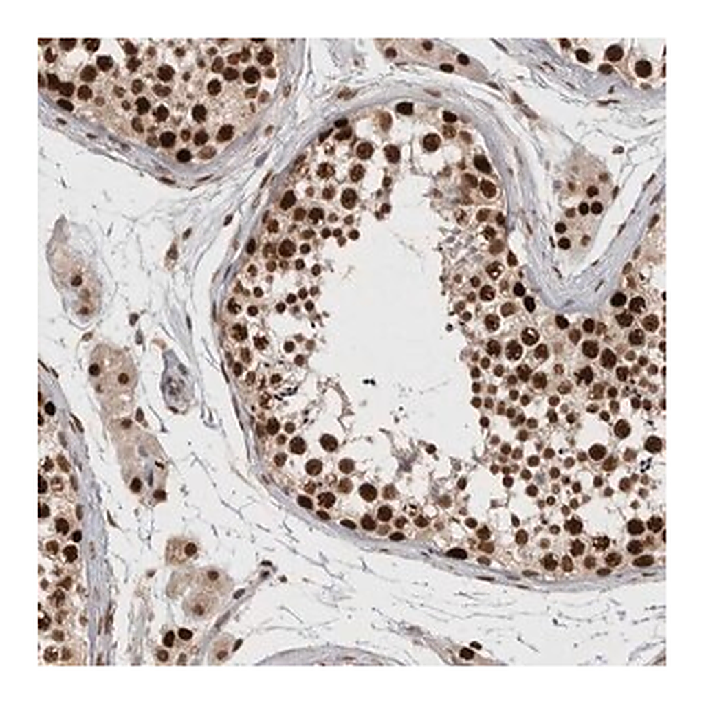 Merck Anti-CHAF1B antibody produced in rabbit