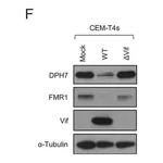 Merck Anti-DPH7 antibody produced in rabbit