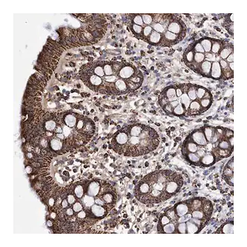 Merck Anti-DSCR3 antibody produced in rabbit