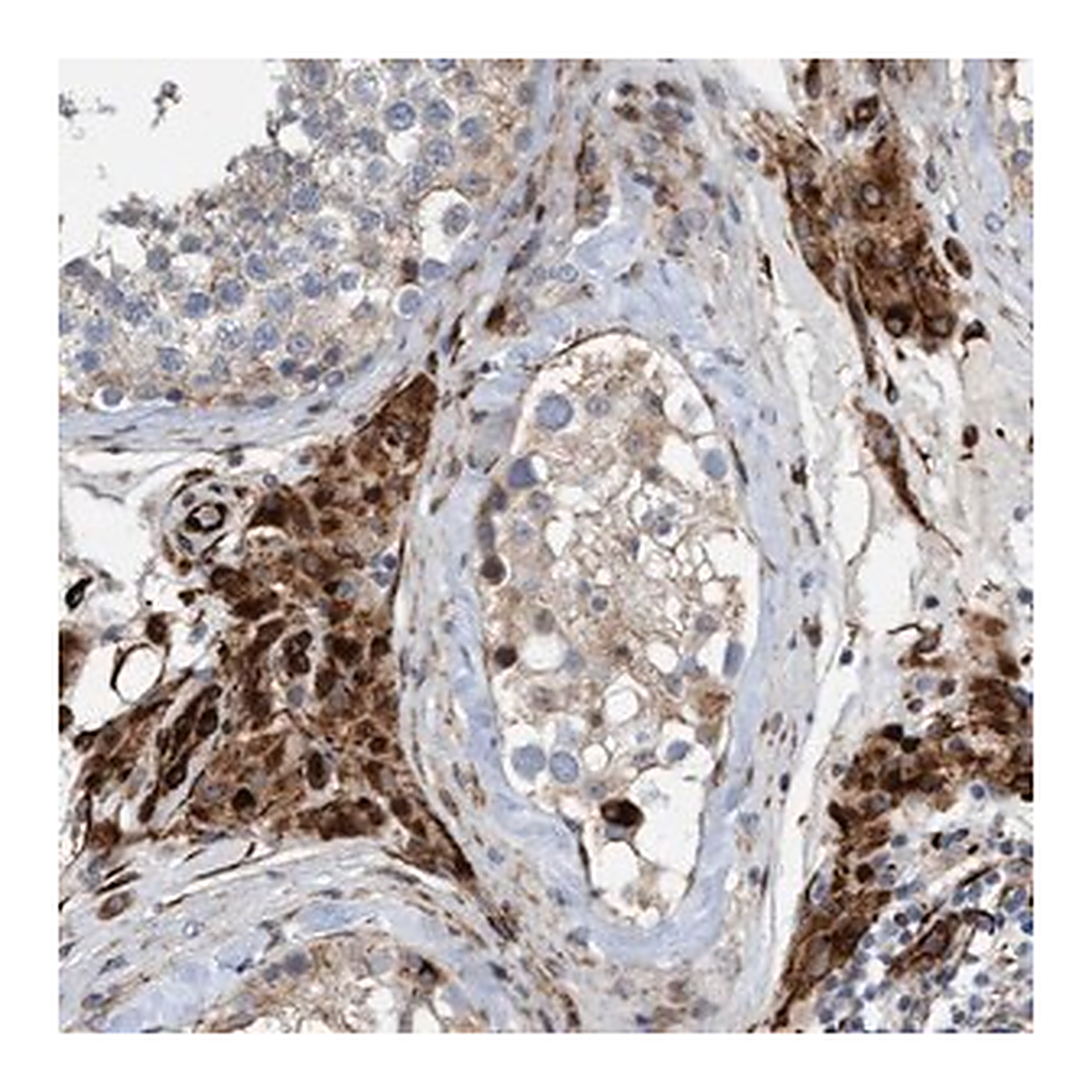 Merck Anti-POLG2 antibody produced in rabbit