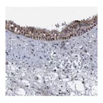 Merck Anti-ZNF677 antibody produced in rabbit