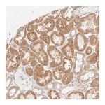 Merck Anti-UNC13B antibody produced in rabbit