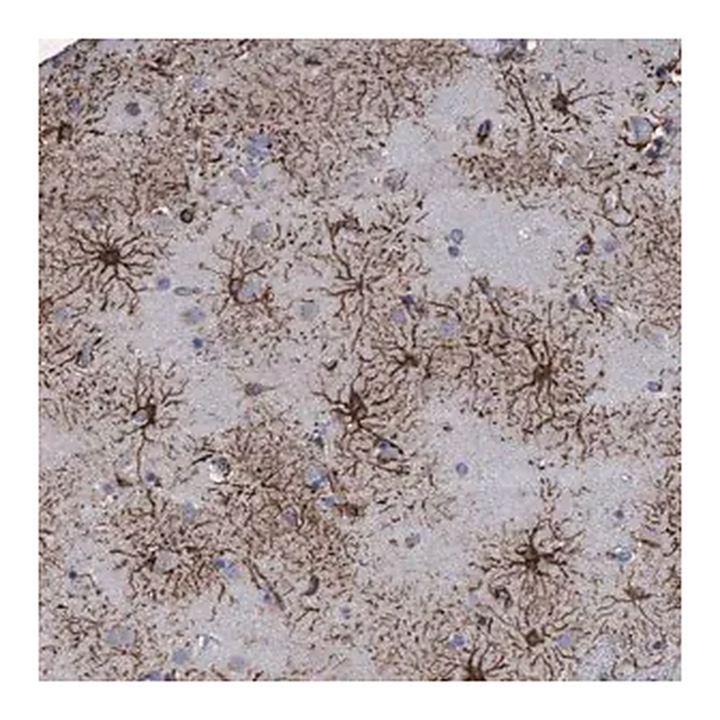 Merck Anti-GPR39 antibody produced in rabbit