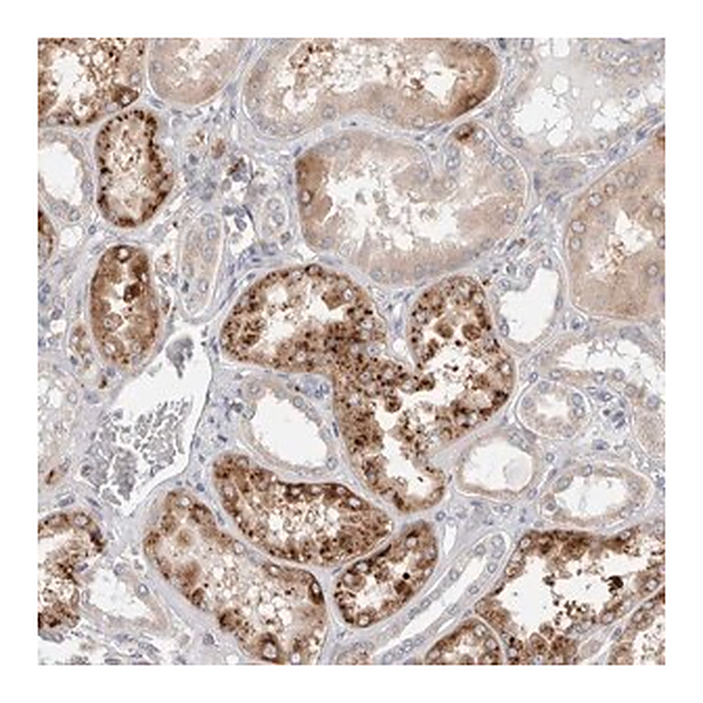 Merck Anti-TBC1D16 antibody produced in rabbit