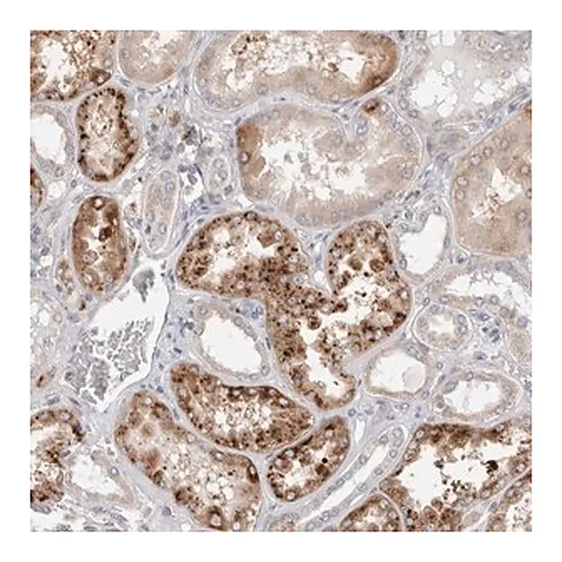Merck Anti-TBC1D16 antibody produced in rabbit