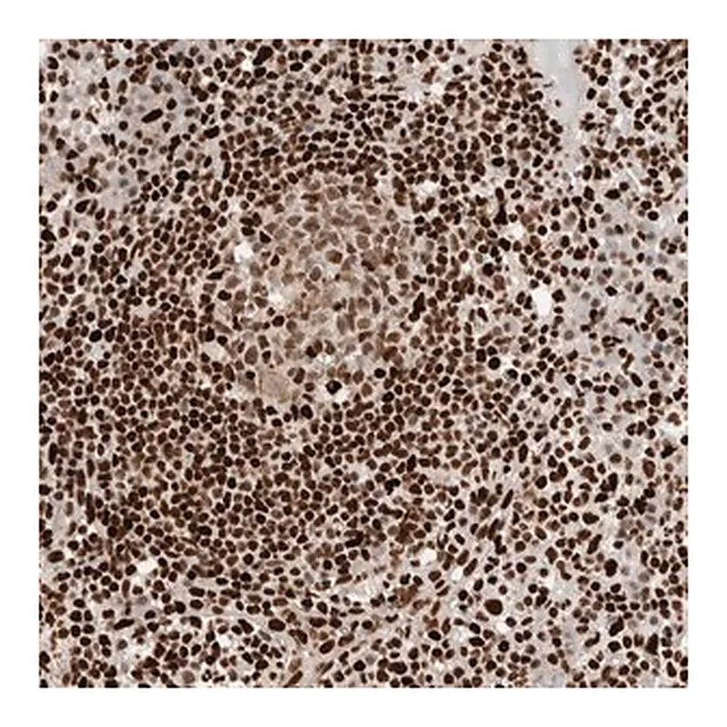 Merck Anti-C17ORF49 antibody produced in rabbit