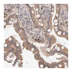 Merck Anti-B3GNTL1 antibody produced in rabbit