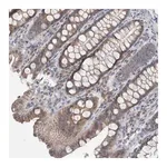 Merck Anti-CUL2 antibody produced in rabbit