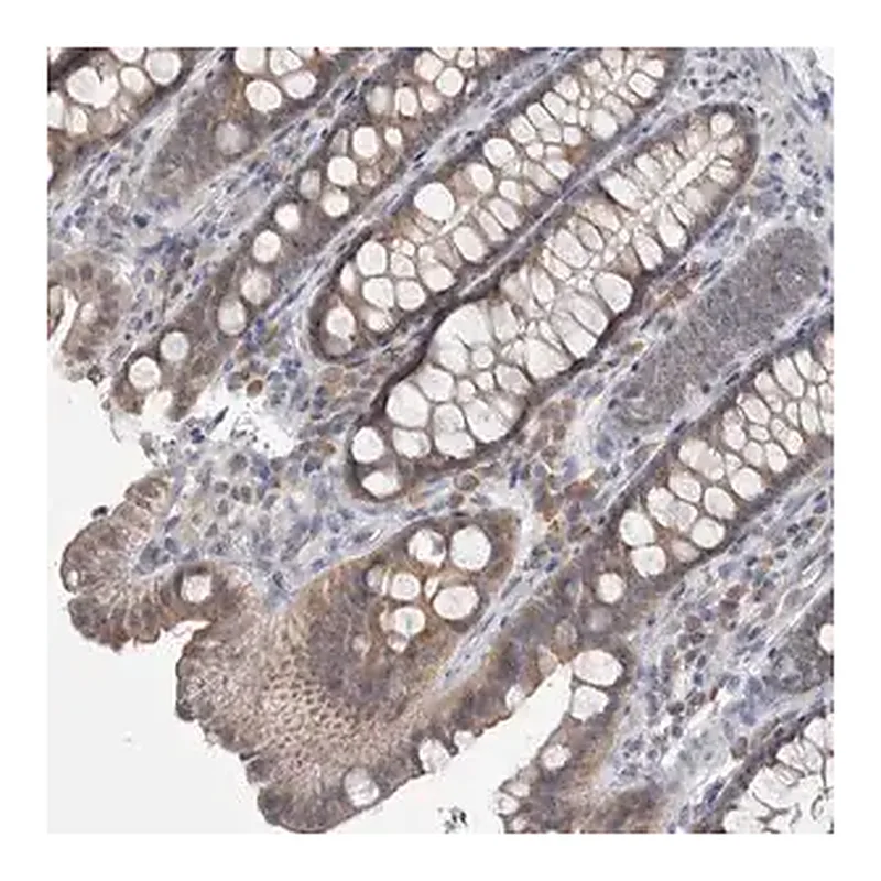 Merck Anti-CUL2 antibody produced in rabbit