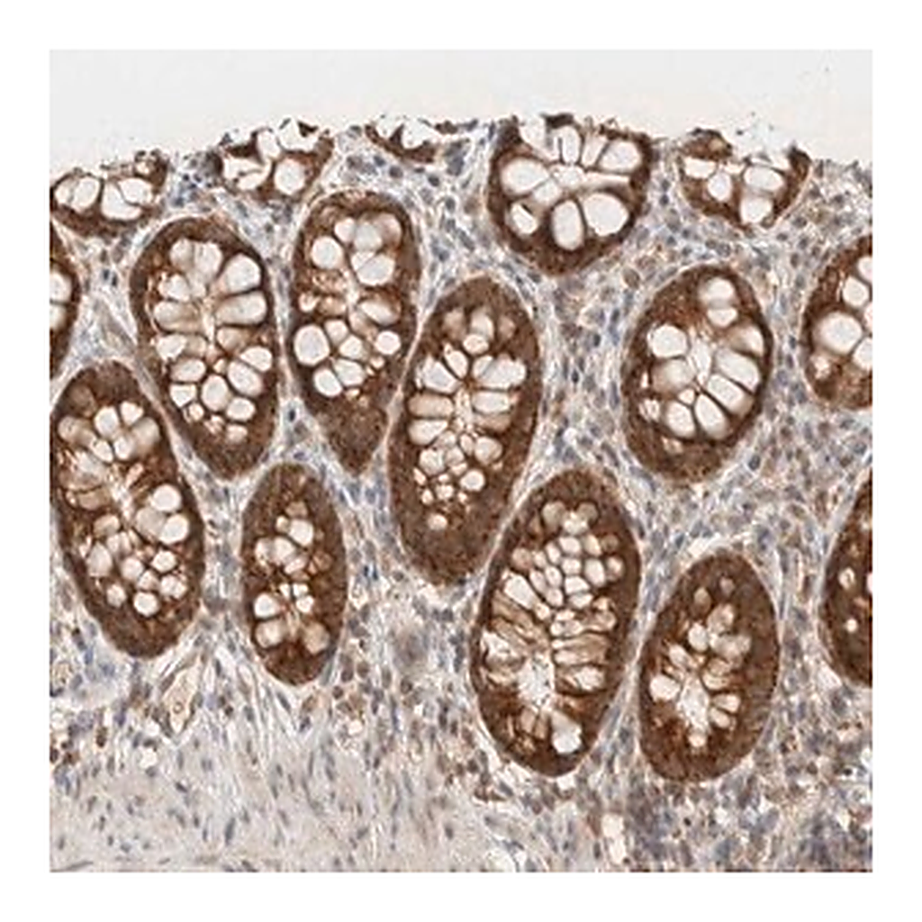 Merck Anti-MRPL41 antibody produced in rabbit