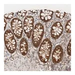 Merck Anti-MRPL41 antibody produced in rabbit