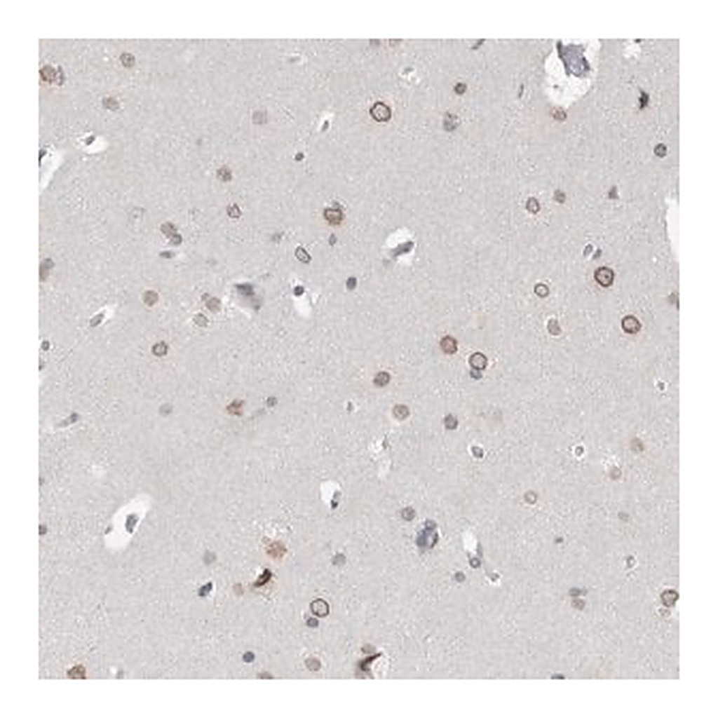 Merck Anti-ZNF770 antibody produced in rabbit