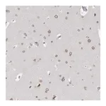 Merck Anti-ZNF770 antibody produced in rabbit