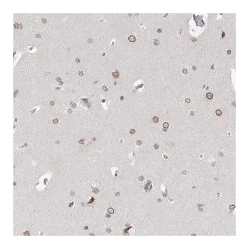 Merck Anti-ZNF770 antibody produced in rabbit