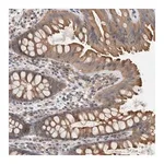 Merck Anti-DCTN6 antibody produced in rabbit