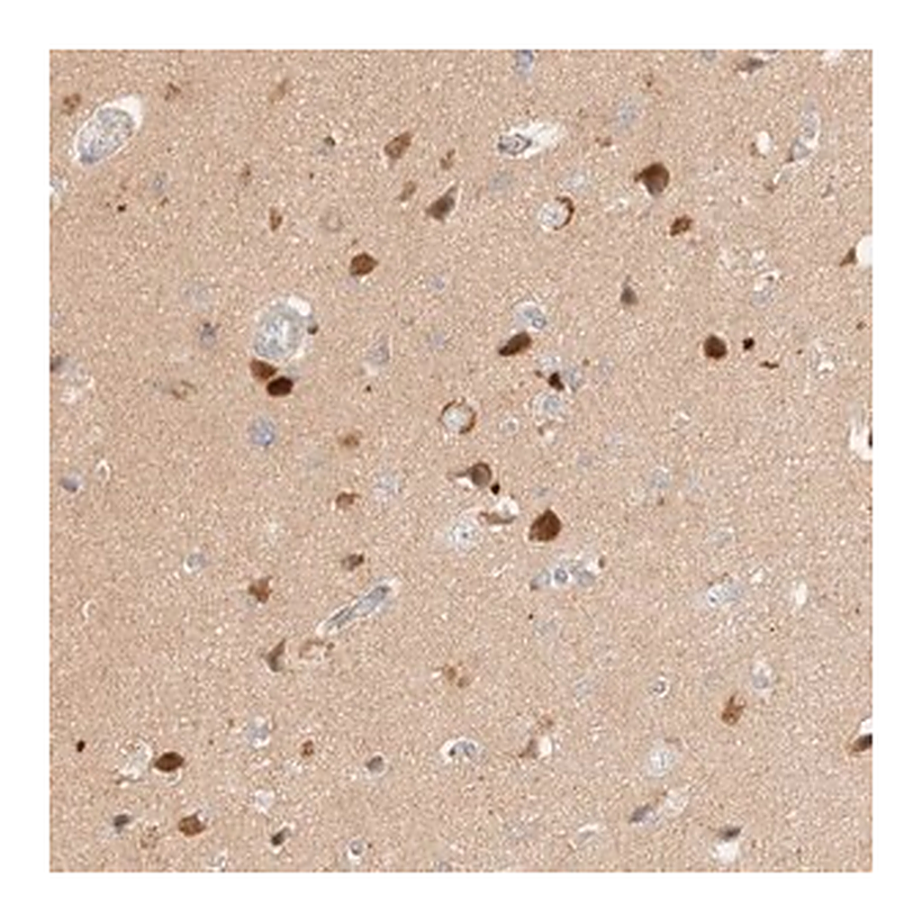 Merck Anti-SGSM2 antibody produced in rabbit