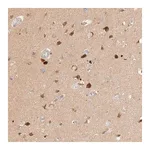 Merck Anti-SGSM2 antibody produced in rabbit