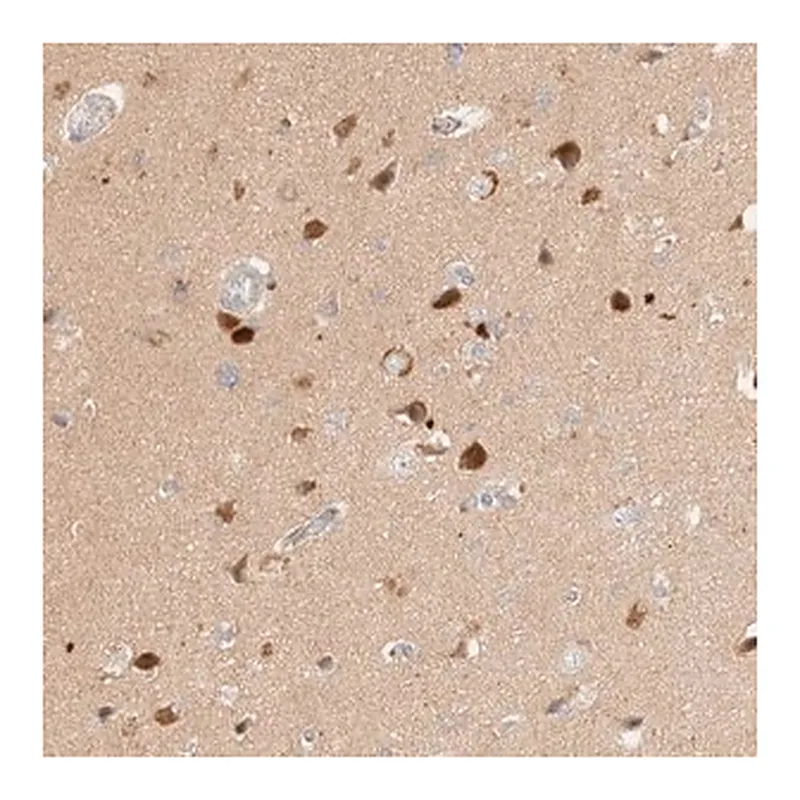 Merck Anti-SGSM2 antibody produced in rabbit