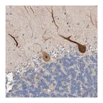 Merck Anti-PRRG4 antibody produced in rabbit