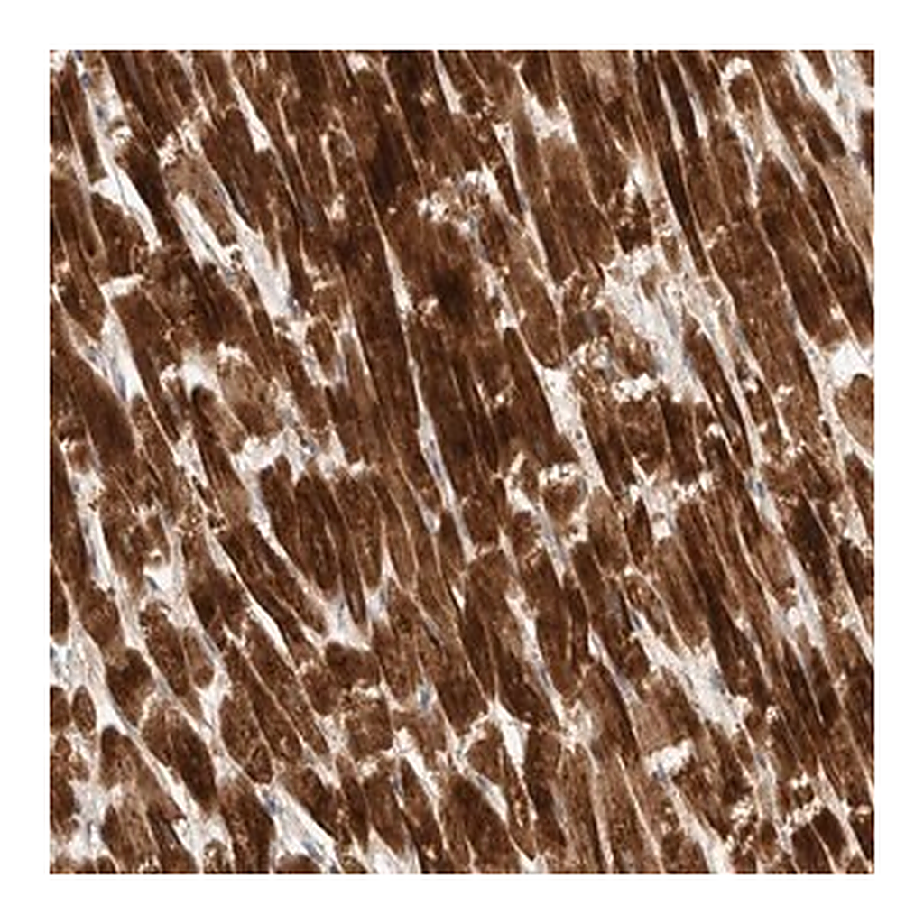 Merck Anti-KIF1C antibody produced in rabbit