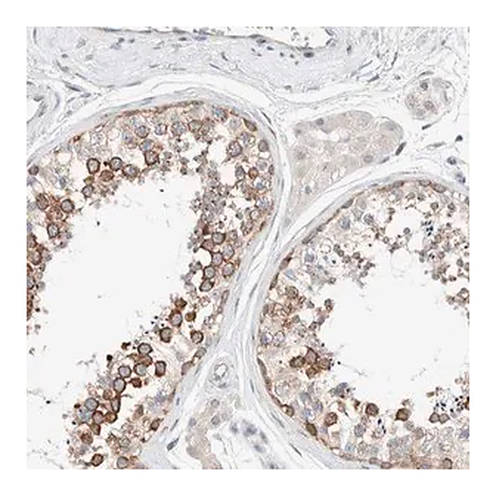 Merck Anti-CASC3 antibody produced in rabbit