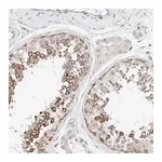 Merck Anti-CASC3 antibody produced in rabbit