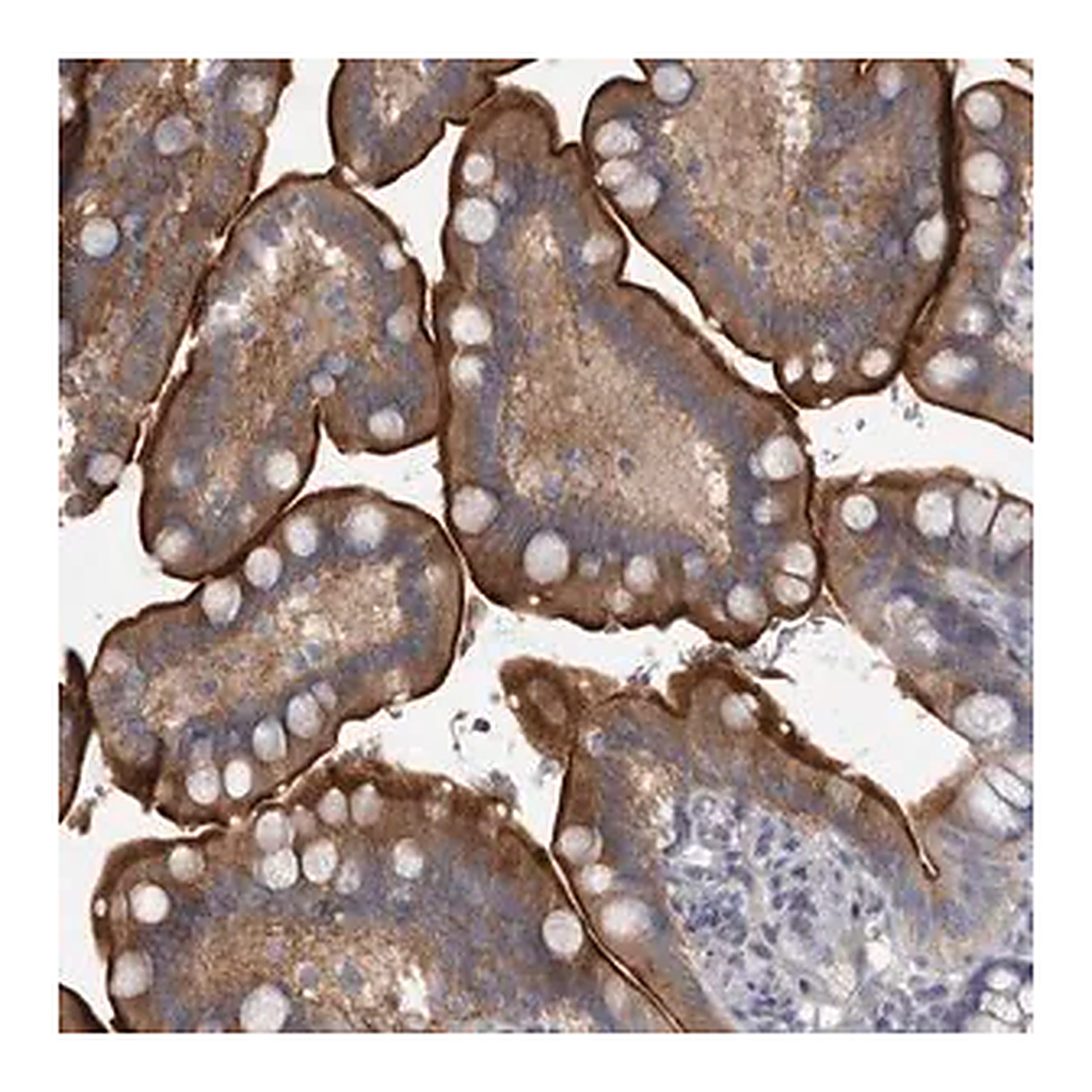 Merck Anti-ENPP7 antibody produced in rabbit