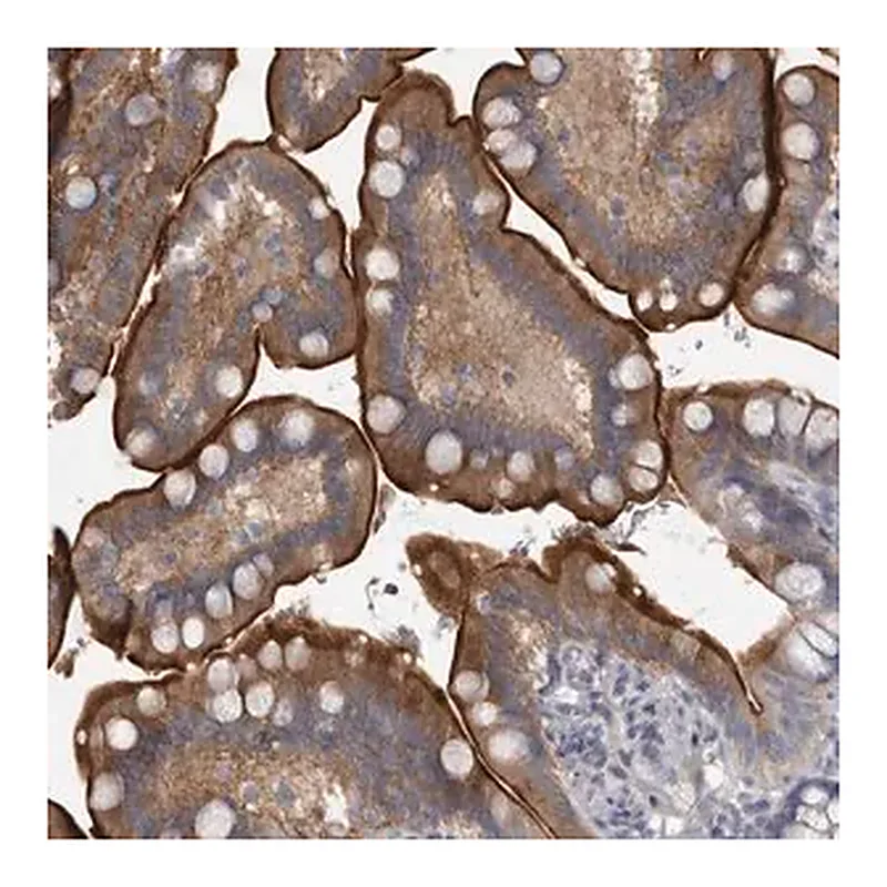 Merck Anti-ENPP7 antibody produced in rabbit