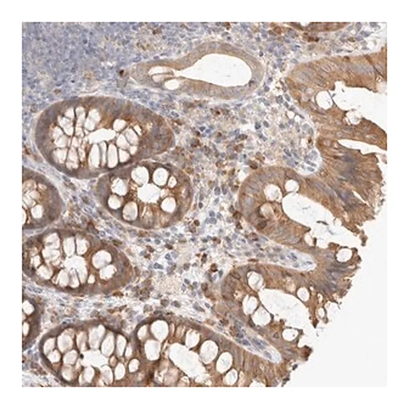 Merck Anti-NEDD4L antibody produced in rabbit