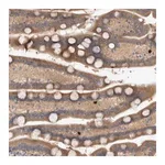 Merck Anti-TARBP1 antibody produced in rabbit
