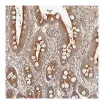 Merck Anti-MARK3 antibody produced in rabbit