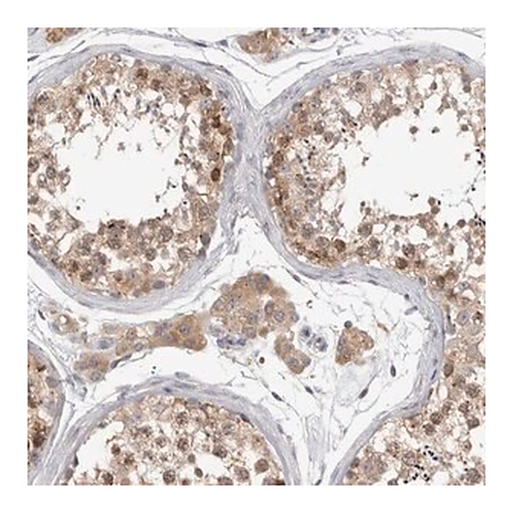 Merck Anti-ZNF341 antibody produced in rabbit