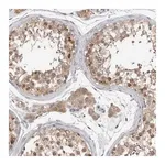 Merck Anti-ZNF341 antibody produced in rabbit