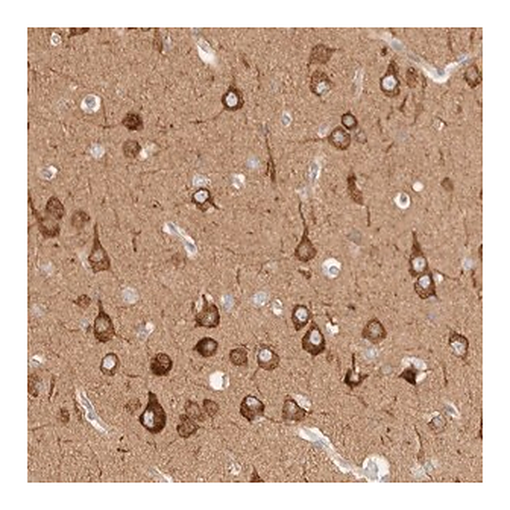 Merck Anti-RRP15 antibody produced in rabbit