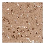Merck Anti-RRP15 antibody produced in rabbit