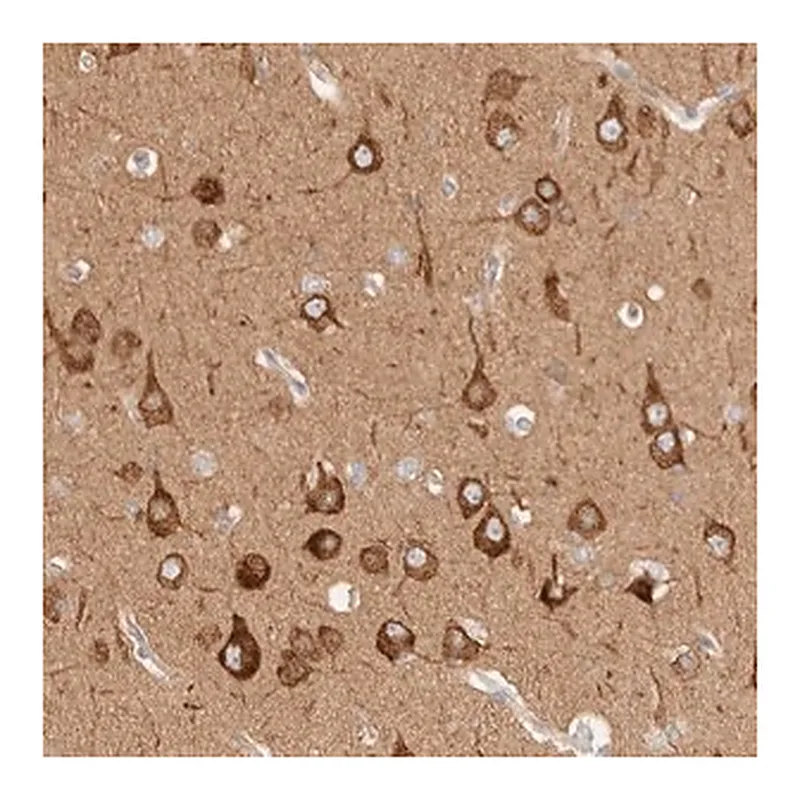 Merck Anti-RRP15 antibody produced in rabbit