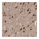 Merck Anti-ENY2 antibody produced in rabbit