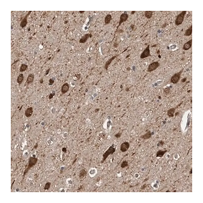 Merck Anti-ENY2 antibody produced in rabbit
