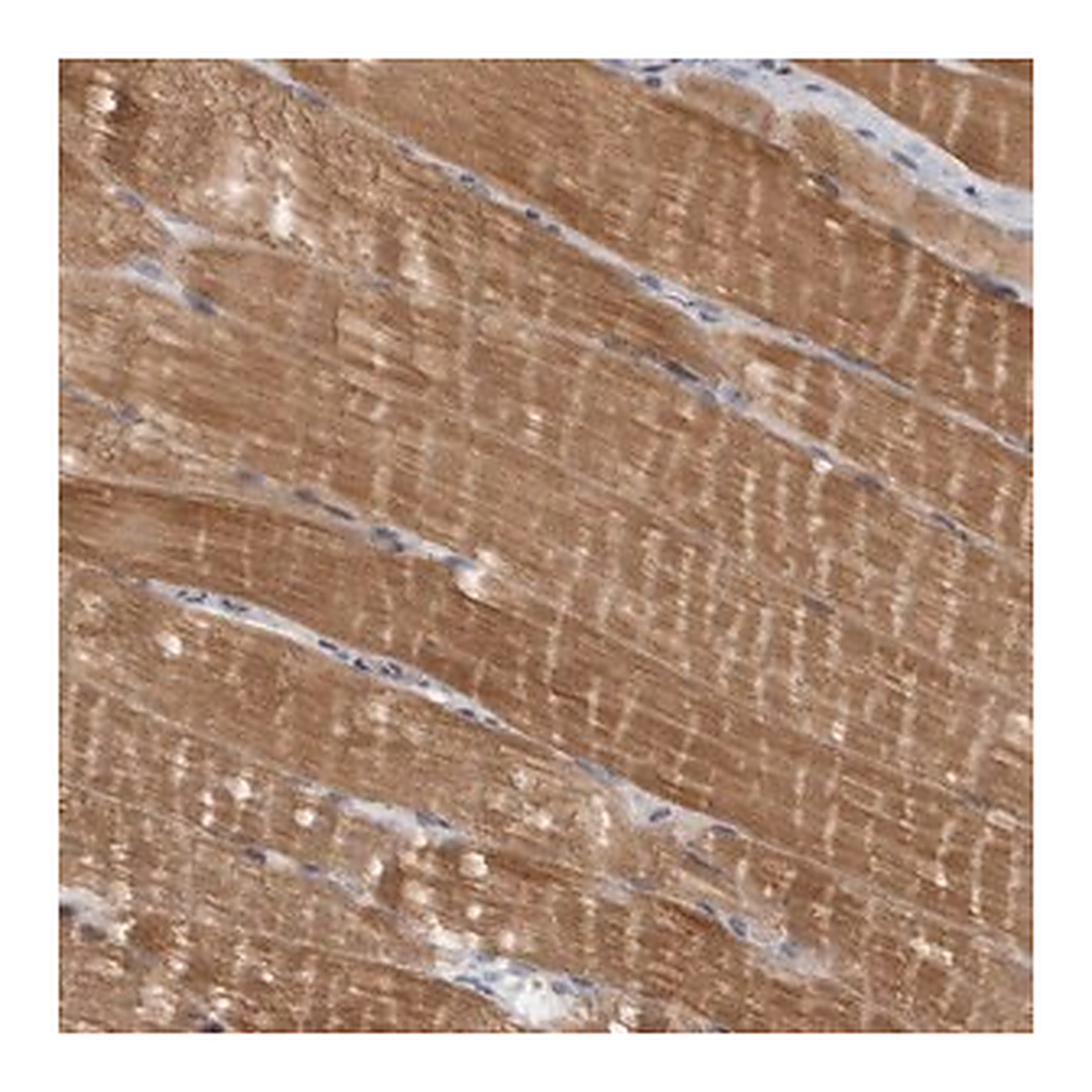 Merck Anti-PPP1R12B antibody produced in rabbit