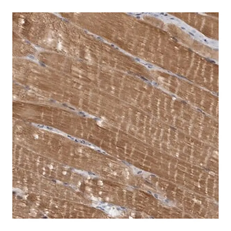 Merck Anti-PPP1R12B antibody produced in rabbit