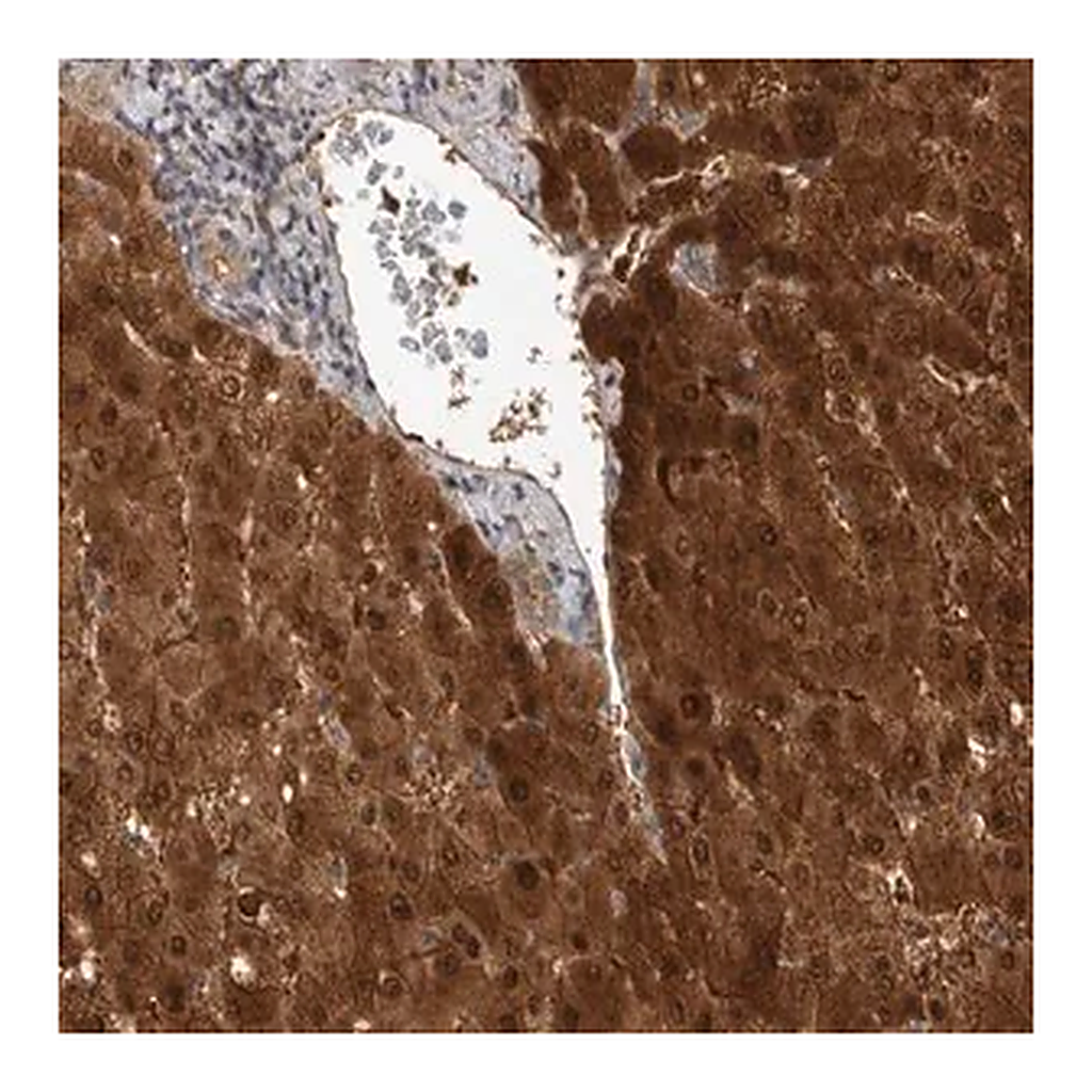 Merck Anti-RHPN1 antibody produced in rabbit