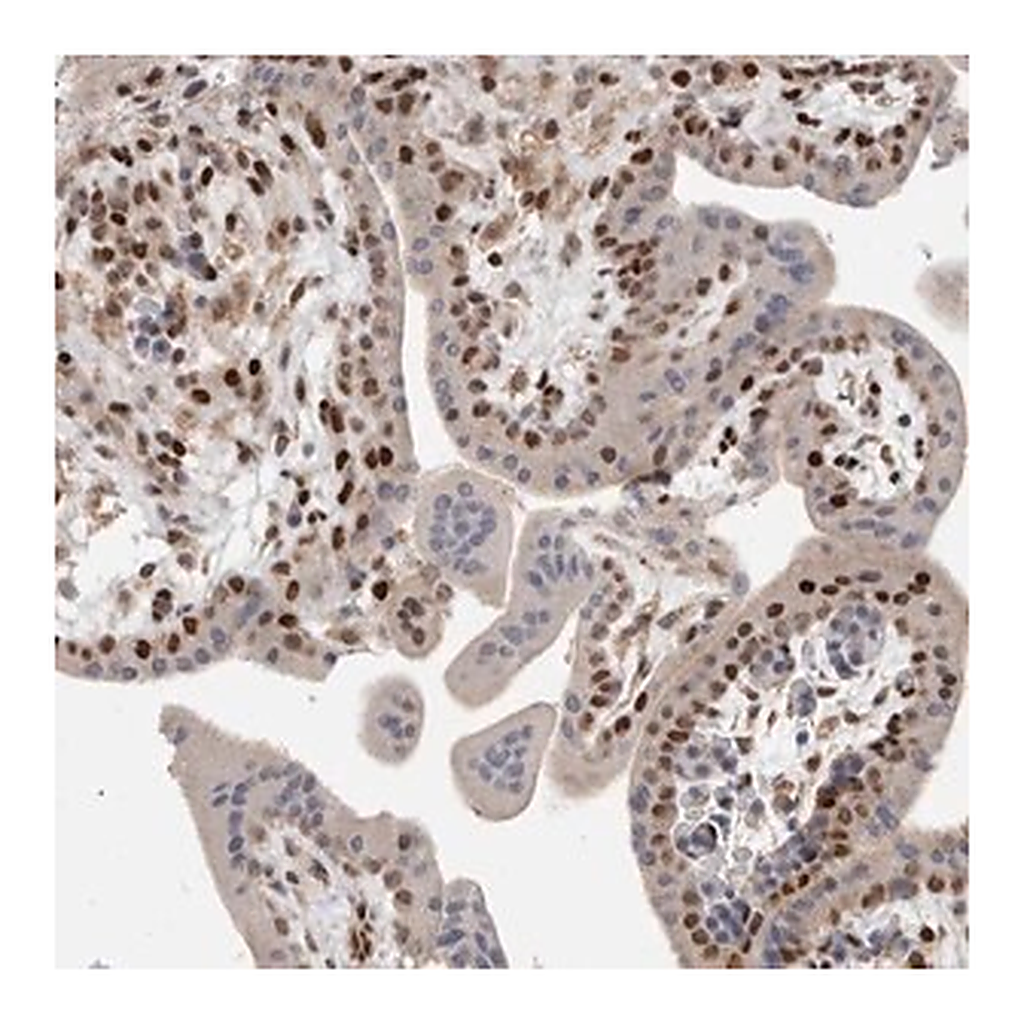 Merck Anti-C8orf58 antibody produced in rabbit