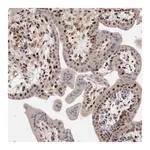 Merck Anti-C8orf58 antibody produced in rabbit