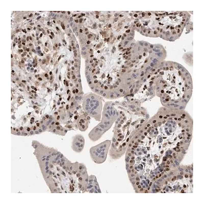 Merck Anti-C8orf58 antibody produced in rabbit