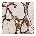 Merck Anti-KIAA1456 antibody produced in rabbit