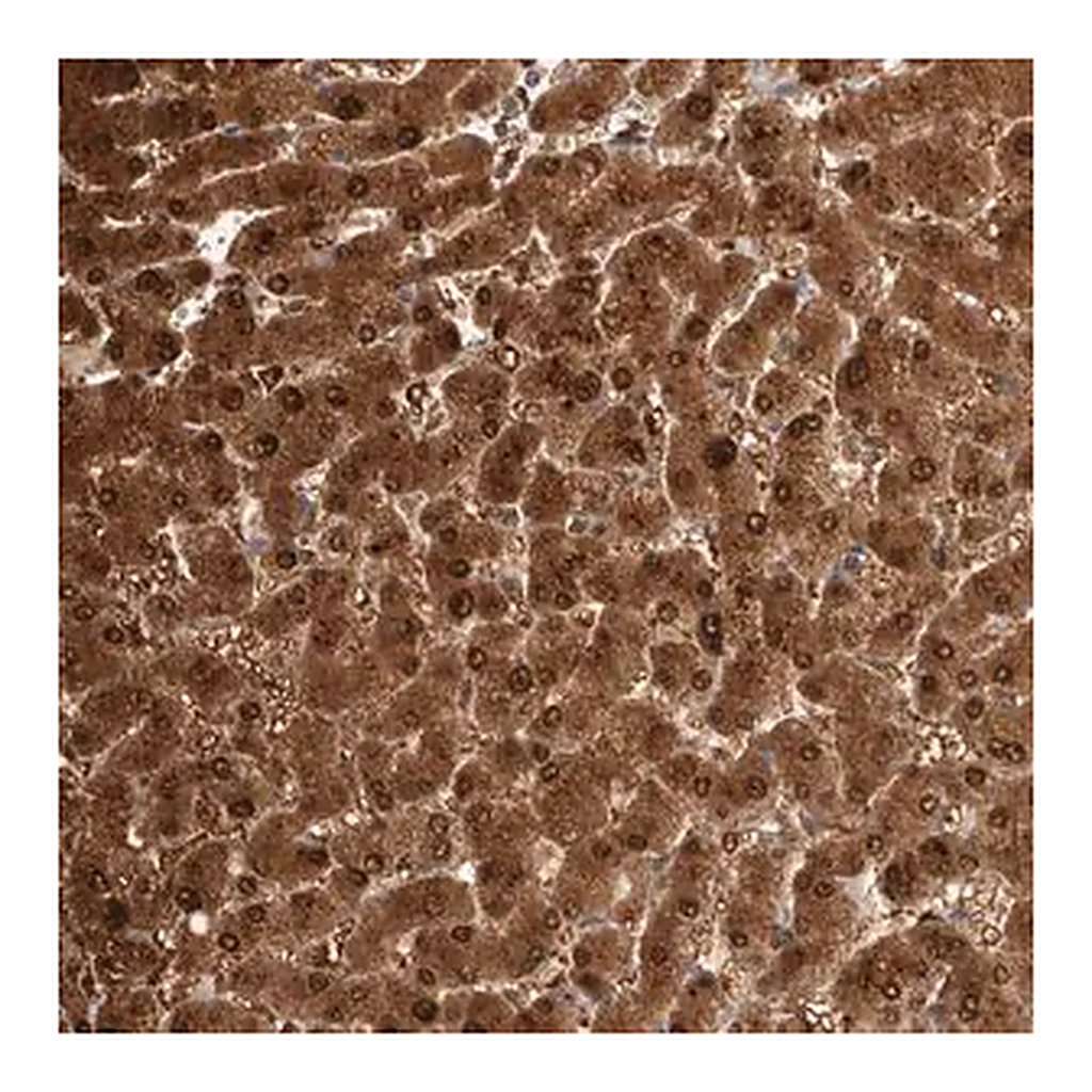 Merck Anti-PGM1 antibody produced in rabbit