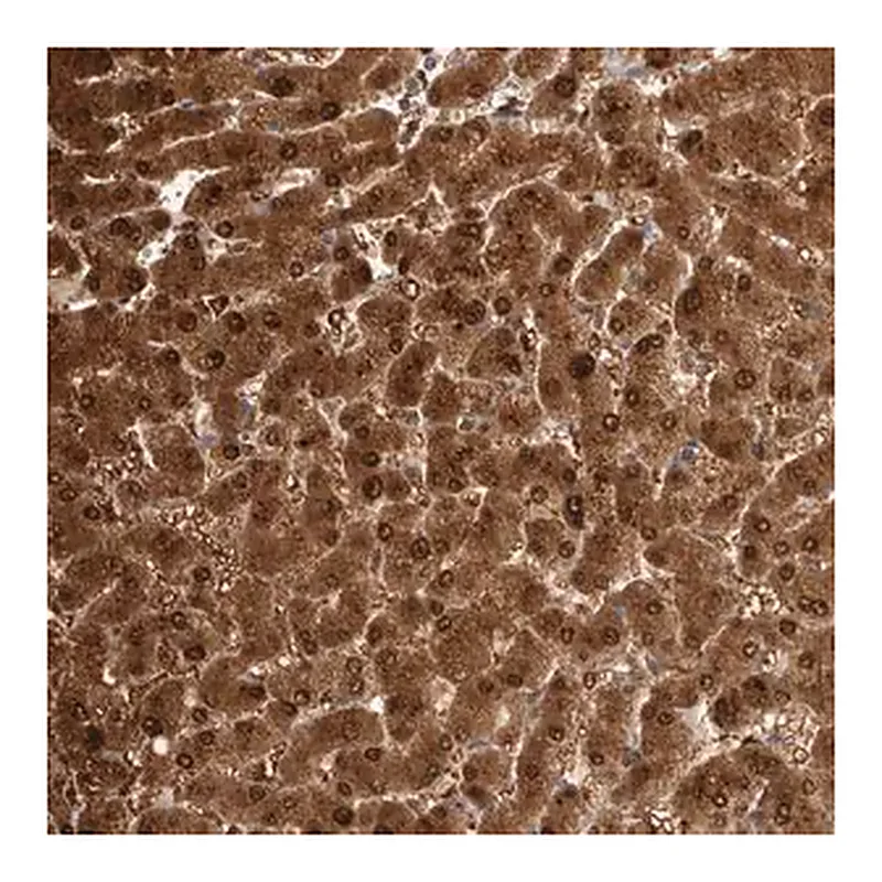 Merck Anti-PGM1 antibody produced in rabbit